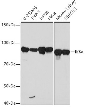 Anti-IKK&#945; Antibody, clone 2M10E3, Rabbit Monoclonal