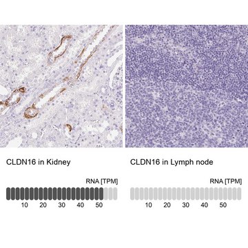 Anti-CLDN16 antibody produced in rabbit Prestige Antibodies&#174; Powered by Atlas Antibodies, affinity isolated antibody, buffered aqueous glycerol solution