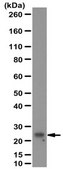 Anti-GSTA4 Antibody serum, from rabbit