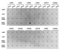 Anti-Symmetric DiMethyl-Histone H3-R8 antibody produced in rabbit