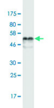 Monoclonal Anti-ELA3B antibody produced in mouse clone 3H3, purified immunoglobulin, buffered aqueous solution