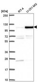 Anti-NOC3L antibody produced in rabbit Prestige Antibodies® Powered by Atlas Antibodies, affinity isolated antibody