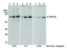 Rabbit anti-RPA70 Antibody, Affinity Purified Powered by Bethyl Laboratories, Inc.