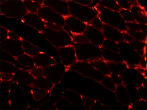 Monoclonal Anti-Laminin antibody produced in mouse clone LAM-89, ascites fluid