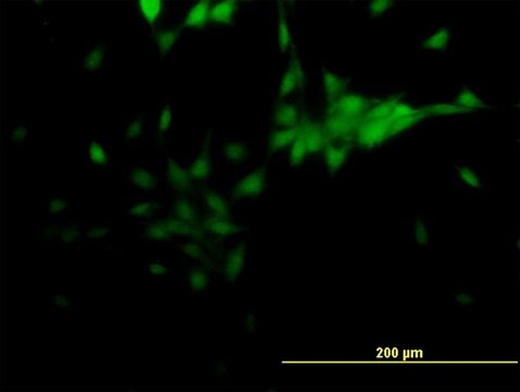 Monoclonal Anti-NR2E1 antibody produced in mouse clone 4D2, purified immunoglobulin, buffered aqueous solution