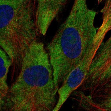 Anti-Rpl34 Antibody Produced In Rabbit Prestige Antibodies&#174; Powered by Atlas Antibodies, affinity isolated antibody, buffered aqueous glycerol solution