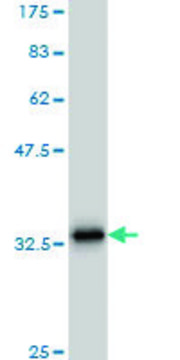 Monoclonal Anti-SCGB3A2 antibody produced in mouse clone 1B2, purified immunoglobulin, buffered aqueous solution