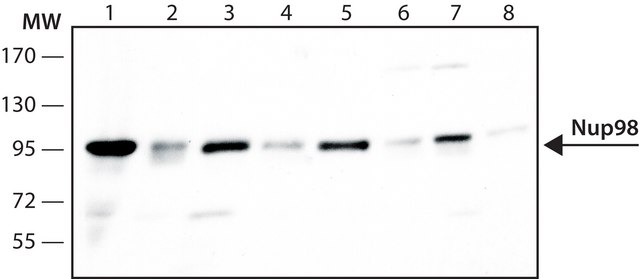 Monoclonal Anti-Nup98 大鼠抗 clone 2H10, purified from hybridoma cell culture