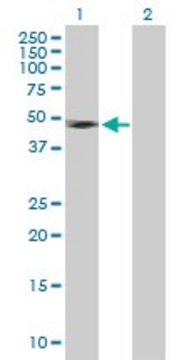 Anti-IFNGR2 antibody produced in mouse purified immunoglobulin, buffered aqueous solution