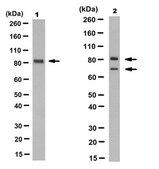 Anti-BORIS/CTCFL Antibody, clone 4A7 clone 4A7, from human(Recombinant)