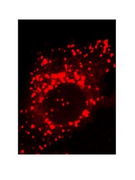 Anti-TPP1 Antibody, clone 2E12 clone 2E12, from mouse