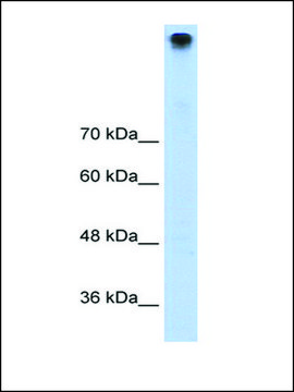 Anti-TRPM3 (AB3) antibody produced in rabbit IgG fraction of antiserum