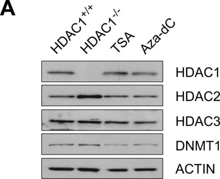 Monoclonal Anti-&#946;-Actin antibody produced in mouse clone AC-74, ascites fluid