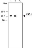 Anti-LSD1 (AOF2) (C-terminal) antibody produced in rabbit ~1 mg/mL, affinity isolated antibody, buffered aqueous solution