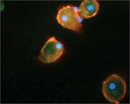 Anti-IL1B antibody produced in rabbit affinity isolated antibody