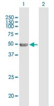 Anti-ANGPTL4 antibody produced in mouse purified immunoglobulin, buffered aqueous solution