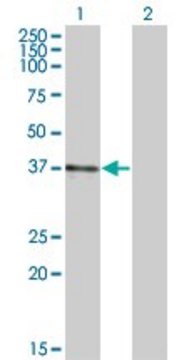 Monoclonal Anti-B3GAT3, (C-terminal) antibody produced in mouse clone 4C12, ascites fluid