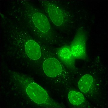 U2OS细胞GFP-NUP98