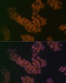 Anti-BANF1 antibody produced in rabbit