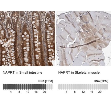 Anti-NAPRT antibody produced in rabbit Prestige Antibodies&#174; Powered by Atlas Antibodies, affinity isolated antibody, buffered aqueous glycerol solution, Ab1