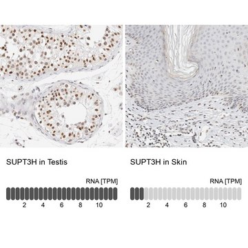 Anti-SUPT3H antibody produced in rabbit Prestige Antibodies&#174; Powered by Atlas Antibodies, affinity isolated antibody, buffered aqueous glycerol solution