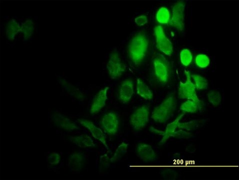 Monoclonal Anti-RPS6KB1, (C-terminal) antibody produced in mouse clone 1E10, purified immunoglobulin, buffered aqueous solution