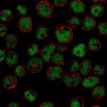 Anti-ZNF608 antibody produced in rabbit Prestige Antibodies&#174; Powered by Atlas Antibodies, affinity isolated antibody, buffered aqueous glycerol solution