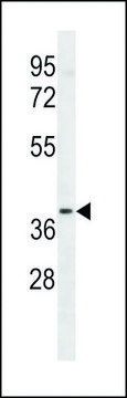 ANTI-LTB4R2(C-TERMINAL) antibody produced in rabbit affinity isolated antibody, buffered aqueous solution