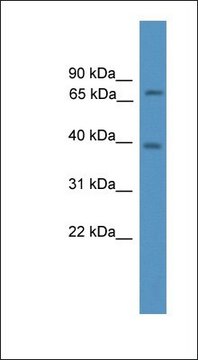 抗-NCOA4 兔抗 affinity isolated antibody