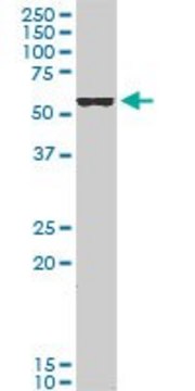 ANTI-FOXC2 antibody produced in mouse clone 3H5, purified immunoglobulin, buffered aqueous solution