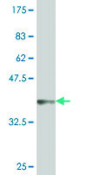 ANTI-GNL3 antibody produced in mouse clone 2B9, purified immunoglobulin, buffered aqueous solution