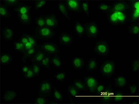 Monoclonal Anti-PCNA antibody produced in mouse clone 1G7, purified immunoglobulin, buffered aqueous solution