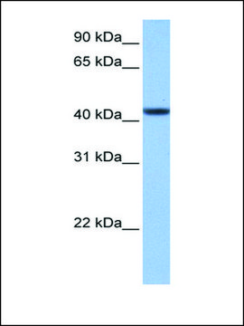 Anti-C8ORF34 antibody produced in rabbit affinity isolated antibody