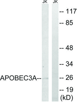 Anti-APOBEC3A antibody produced in rabbit affinity isolated antibody