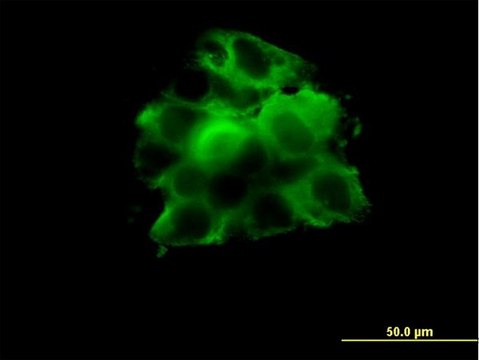 Monoclonal Anti-CCT2 antibody produced in mouse clone 2G6, purified immunoglobulin, buffered aqueous solution