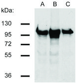 Monoclonal Anti-betaCatenin antibody produced in mouse clone EM-22