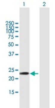 Anti-GSTA5 antibody produced in mouse purified immunoglobulin, buffered aqueous solution