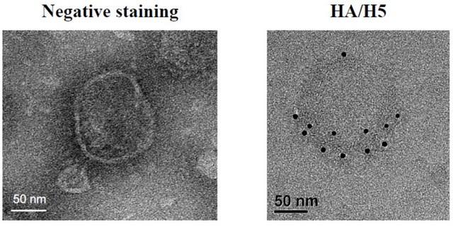 Anti-Hemagglutinin Antibody, Influenza A virus H5N8 Antibody, clone 7H6C