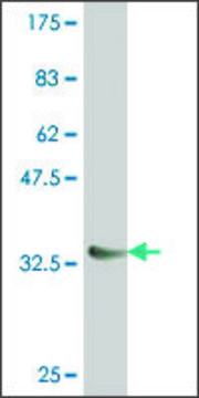 Monoclonal Anti-NKX6-1 antibody produced in mouse clone 1A7, purified immunoglobulin, buffered aqueous solution