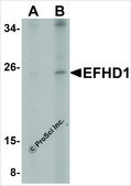 Anti-EFHD1 antibody produced in rabbit affinity isolated antibody, buffered aqueous solution