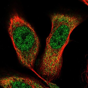 Anti-NKX2-5 antibody produced in rabbit Prestige Antibodies&#174; Powered by Atlas Antibodies, affinity isolated antibody