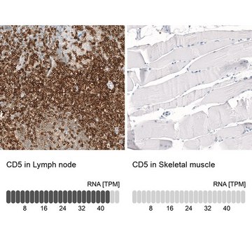 Monoclonal Anti-CD5 antibody produced in mouse Prestige Antibodies&#174; Powered by Atlas Antibodies, clone CL12420, purified immunoglobulin, buffered aqueous glycerol solution