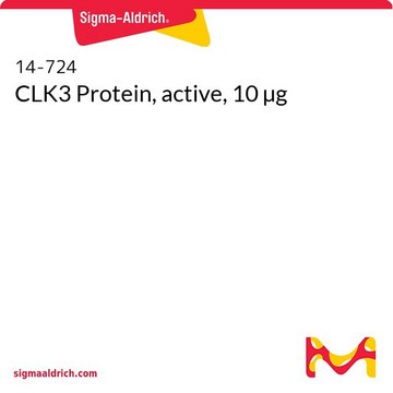 CLK3 Protein, active, 10 µg