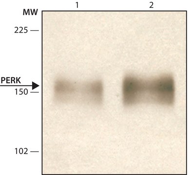 抗-PERK（C端） 兔抗 IgG fraction of antiserum, buffered aqueous solution