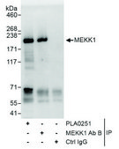 Rabbit anti-MEKK1 Antibody, Affinity Purified Powered by Bethyl Laboratories, Inc.