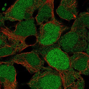 Anti-Usp26 Antibody Produced In Rabbit Prestige Antibodies&#174; Powered by Atlas Antibodies, affinity isolated antibody, buffered aqueous glycerol solution