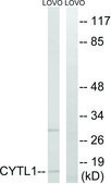 Anti-CYTL1 antibody produced in rabbit affinity isolated antibody