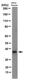 Anti-KLF6 Antibody, clone 12A8.3 clone 12A8.3, from mouse
