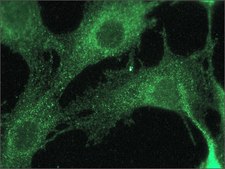 Anti-Rab4 antibody produced in rabbit ~1.0 mg/mL, affinity isolated antibody, buffered aqueous solution