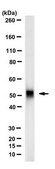 Anti-Properdin Antibody, clone 6E9E6 clone 6E9E6, from mouse